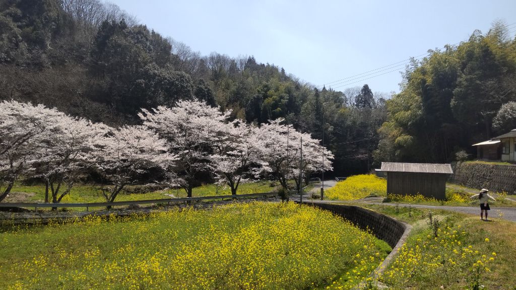 南北河内地区の風景 - 菜の花と桜