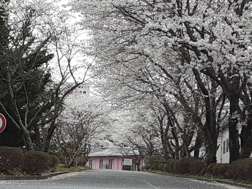 南北河内地区の風景 - 桜のトンネル