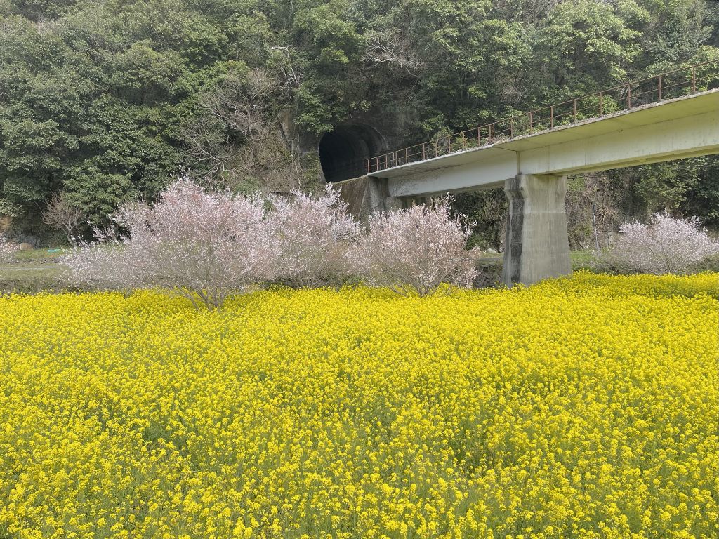 菜の花畑と錦川清流線