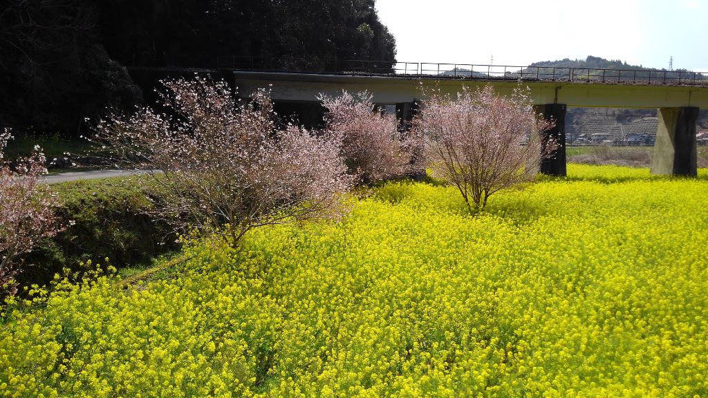 南北河内地区の風景 - 菜の花畑
