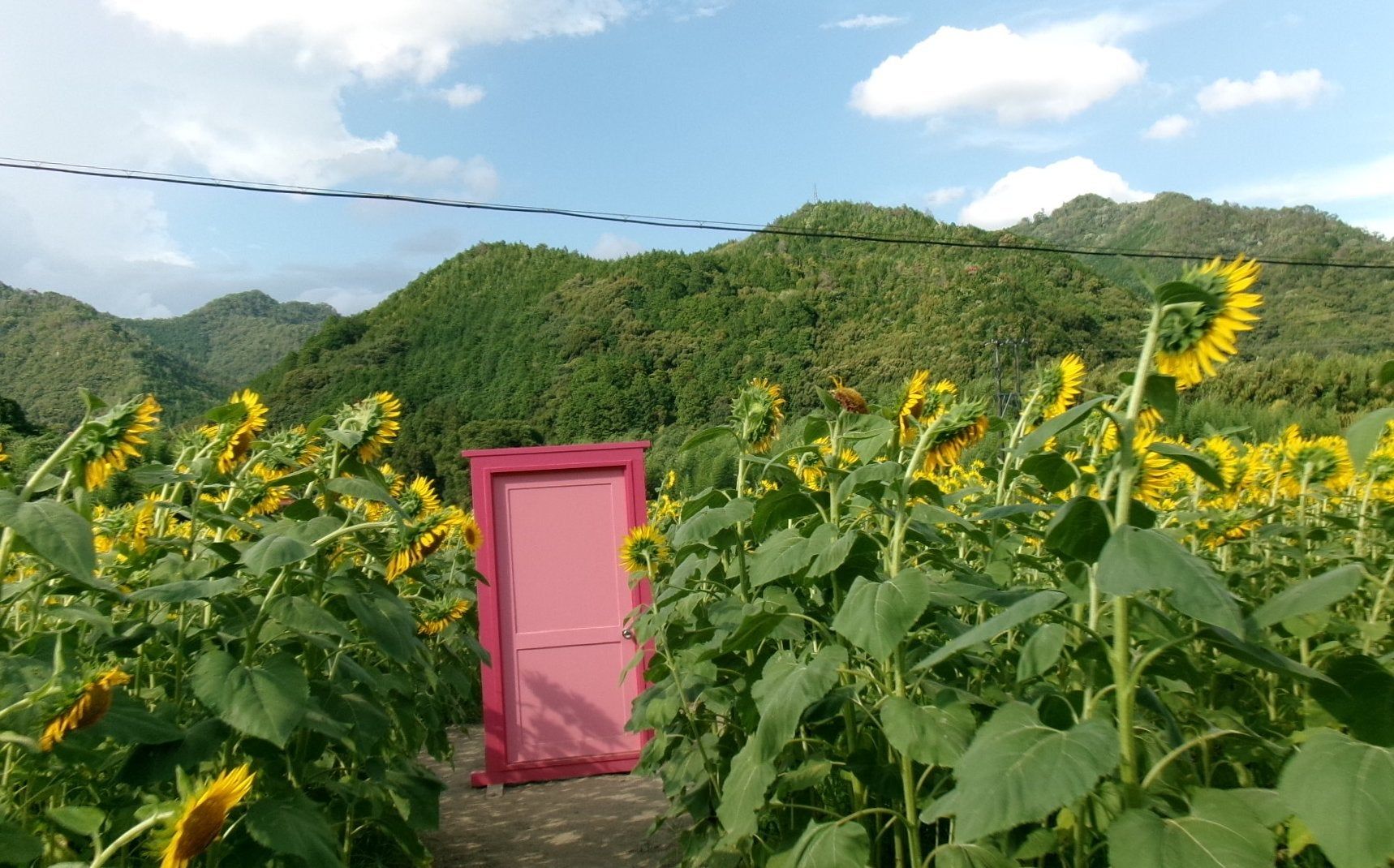 北河内地区の風景 - ひまわり畑とピンクドア