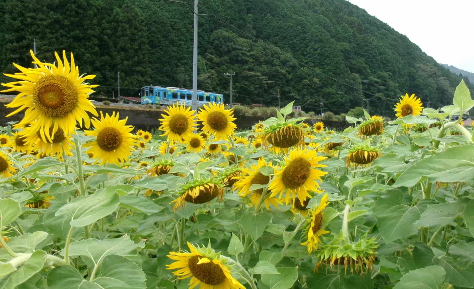 北河内地区の風景 - ひまわり畑と清流線（夕方）
