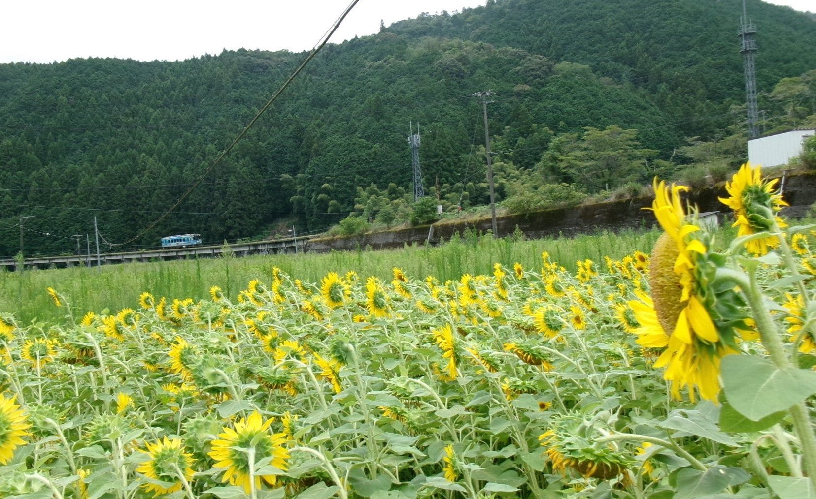 北河内地区の風景 - ひまわり畑とサングラスオブジェ